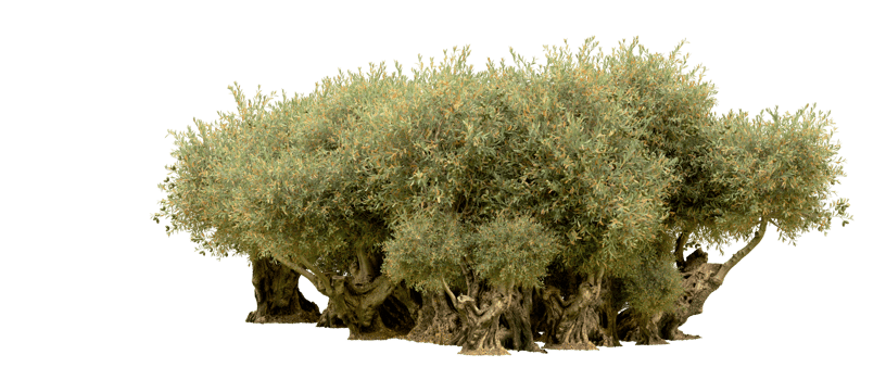 Green forest isolated on background. 3d rendering - illustration png