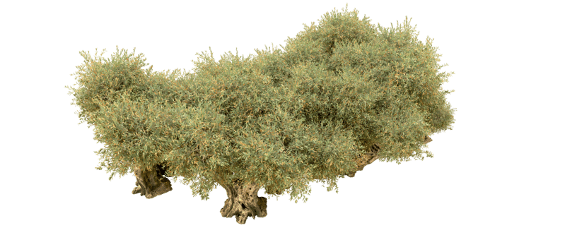 Green forest isolated on background. 3d rendering - illustration png