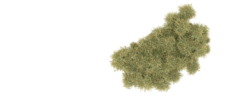 Green forest isolated on background. 3d rendering - illustration png