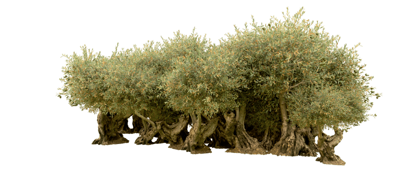 Green forest isolated on background. 3d rendering - illustration png