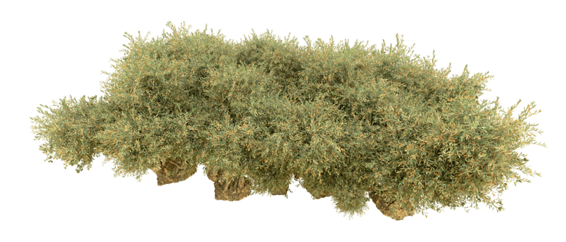 Green forest isolated on background. 3d rendering - illustration png