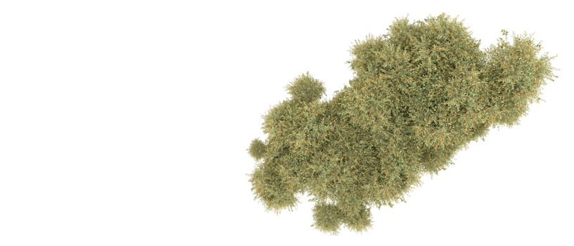 Green forest isolated on background. 3d rendering - illustration png