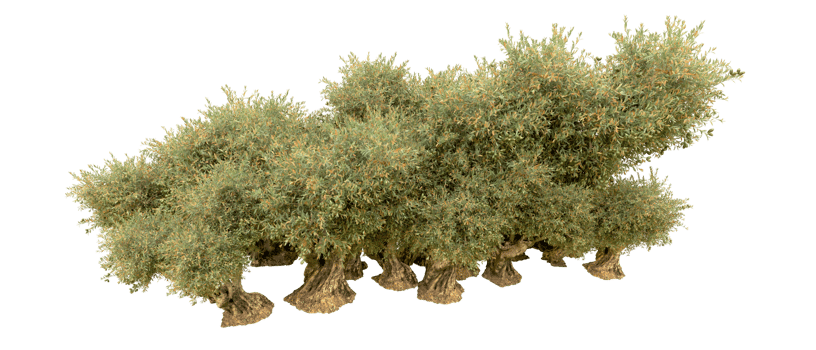 Green forest isolated on background. 3d rendering - illustration png