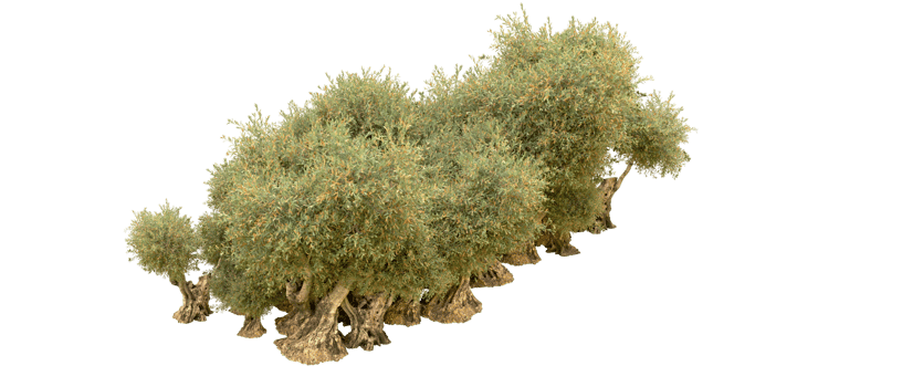 Green forest isolated on background. 3d rendering - illustration png