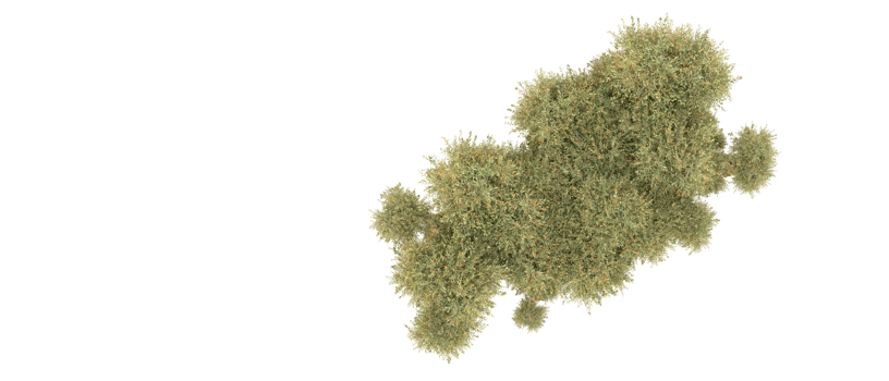 Green forest isolated on background. 3d rendering - illustration png