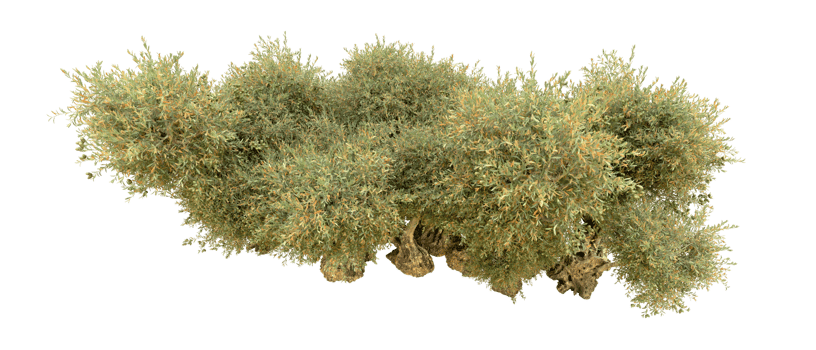 Green forest isolated on background. 3d rendering - illustration png