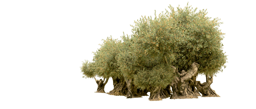 Green forest isolated on background. 3d rendering - illustration png
