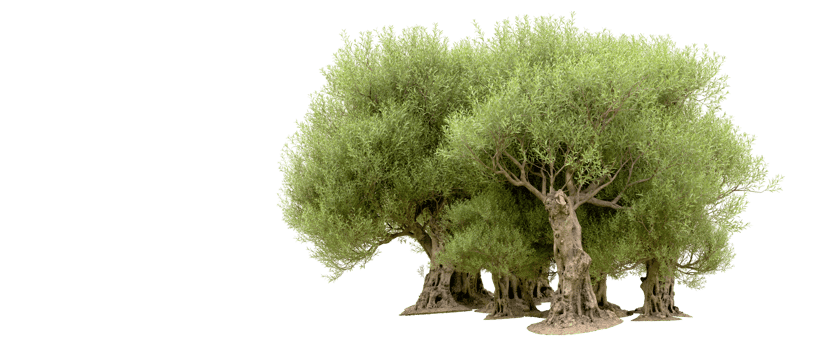 Green forest isolated on background. 3d rendering - illustration png