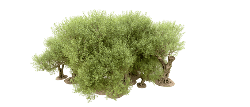 Green forest isolated on background. 3d rendering - illustration png