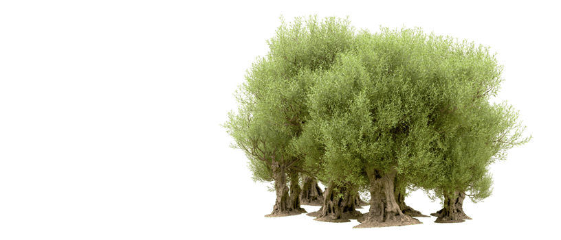 Green forest isolated on background. 3d rendering - illustration png