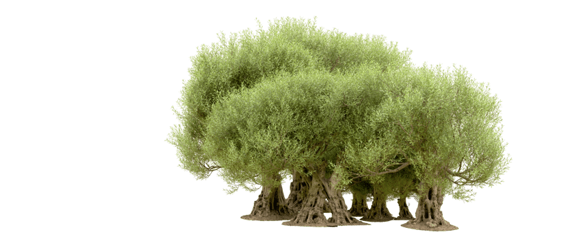 Green forest isolated on background. 3d rendering - illustration png