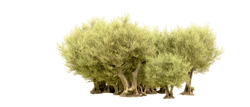 Green forest isolated on background. 3d rendering - illustration png
