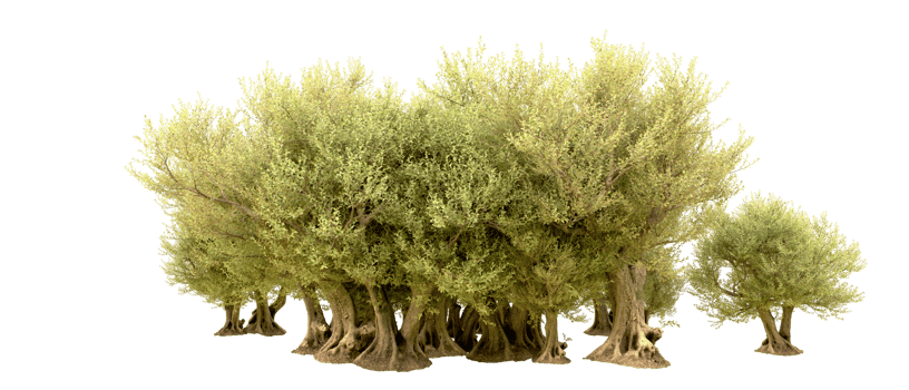 Green forest isolated on background. 3d rendering - illustration png