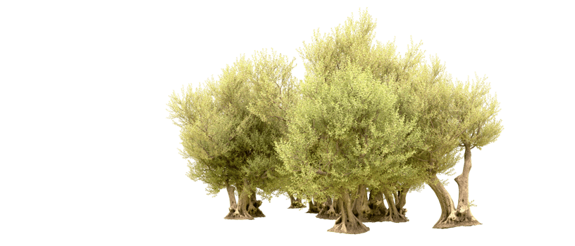 Green forest isolated on background. 3d rendering - illustration png