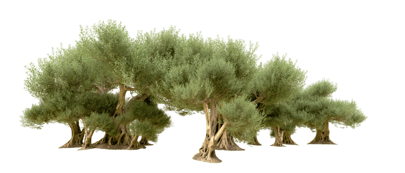 Green forest isolated on background. 3d rendering - illustration png