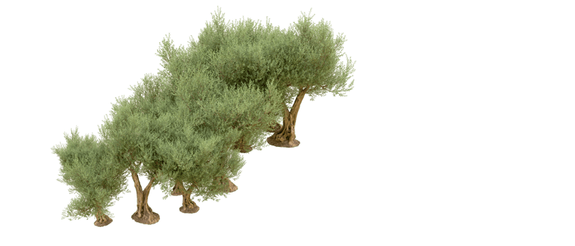 Green forest isolated on background. 3d rendering - illustration png