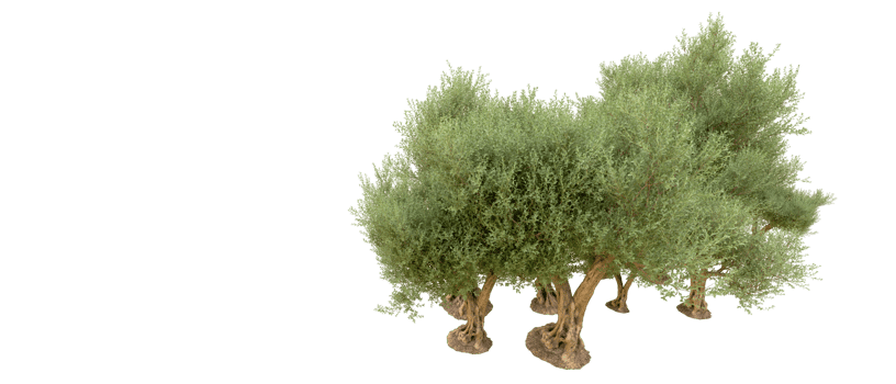 Green forest isolated on background. 3d rendering - illustration png