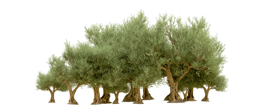 Green forest isolated on background. 3d rendering - illustration png
