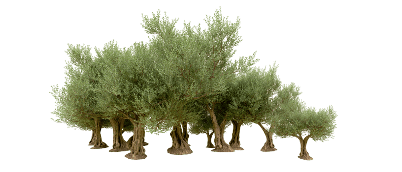 Green forest isolated on background. 3d rendering - illustration png