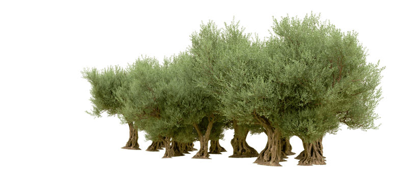 Green forest isolated on background. 3d rendering - illustration png