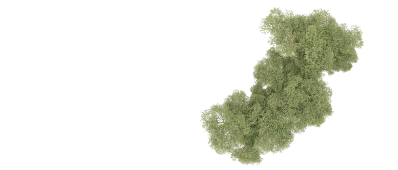 Green forest isolated on background. 3d rendering - illustration png