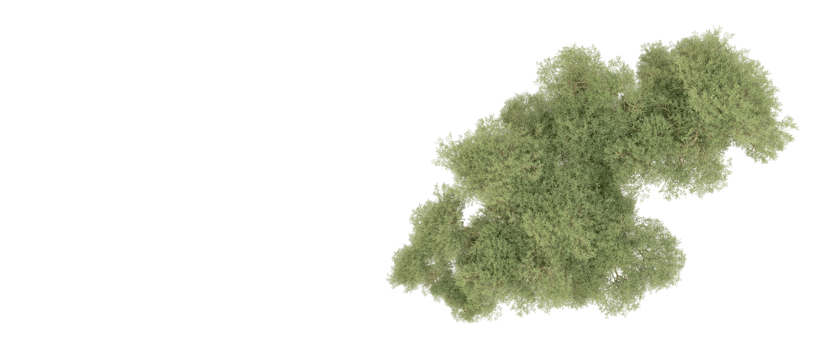 Green forest isolated on background. 3d rendering - illustration png