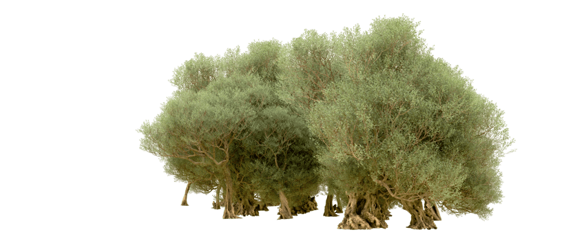Green forest isolated on background. 3d rendering - illustration png