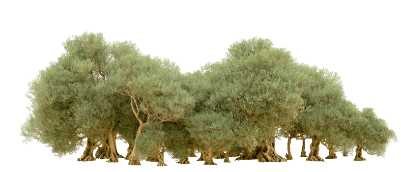 Green forest isolated on background. 3d rendering - illustration png