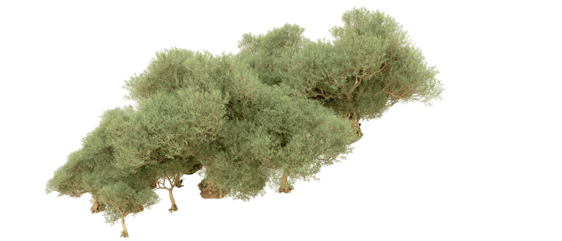Green forest isolated on background. 3d rendering - illustration png