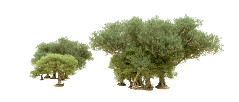 Green forest isolated on background. 3d rendering - illustration png