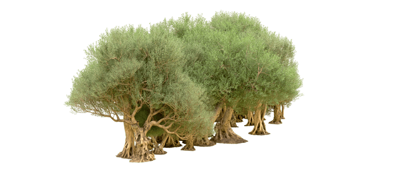 Green forest isolated on background. 3d rendering - illustration png