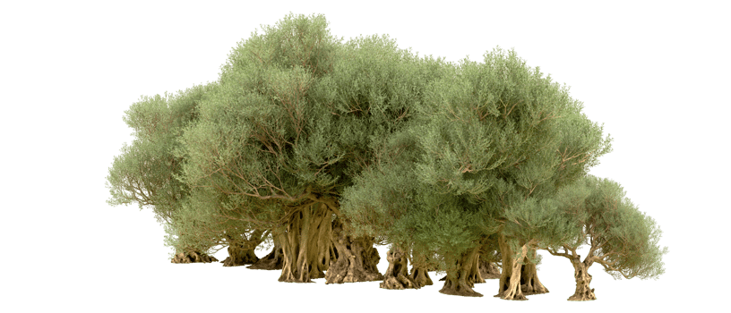 Green forest isolated on background. 3d rendering - illustration png