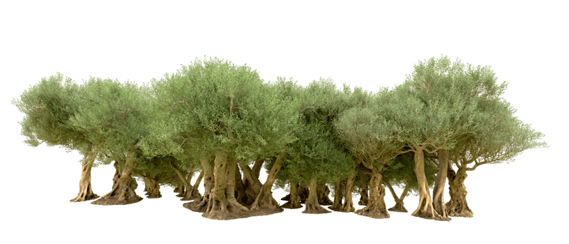 Green forest isolated on background. 3d rendering - illustration png