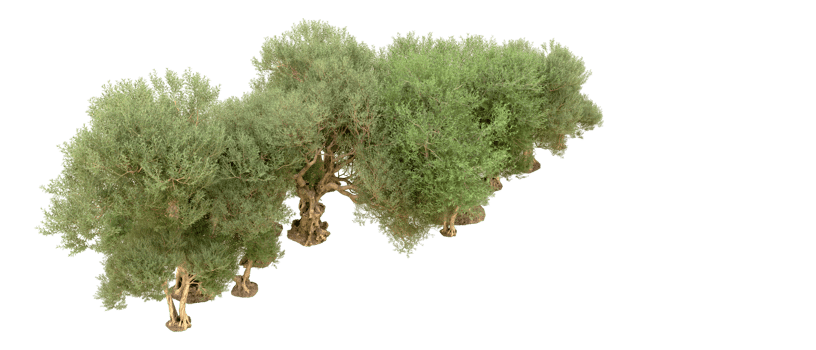 Green forest isolated on background. 3d rendering - illustration png