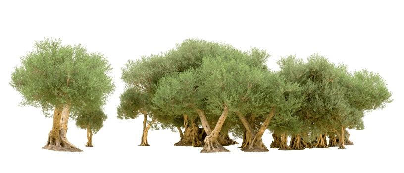 Green forest isolated on background. 3d rendering - illustration png