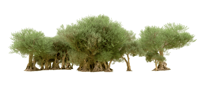 Green forest isolated on background. 3d rendering - illustration png