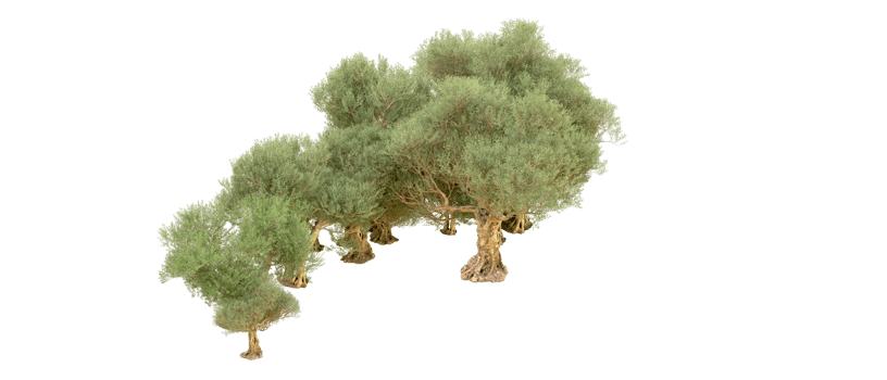 Green forest isolated on background. 3d rendering - illustration png