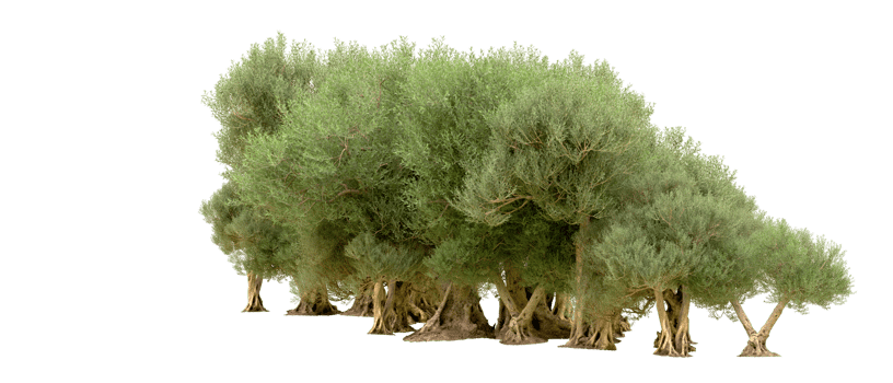 Green forest isolated on background. 3d rendering - illustration png