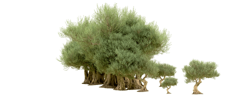 Green forest isolated on background. 3d rendering - illustration png