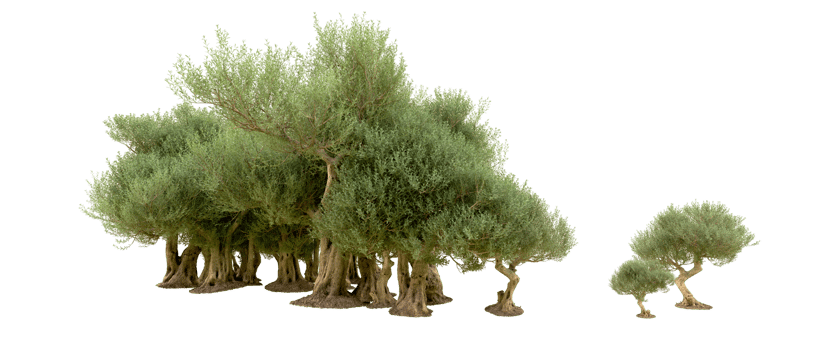 Green forest isolated on background. 3d rendering - illustration png
