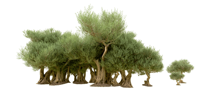 Green forest isolated on background. 3d rendering - illustration png