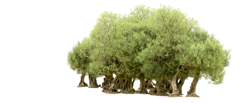 Green forest isolated on background. 3d rendering - illustration png