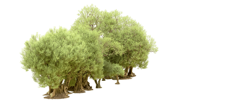 Green forest isolated on background. 3d rendering - illustration png