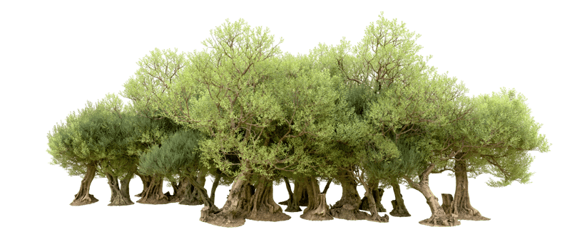 Green forest isolated on background. 3d rendering - illustration png