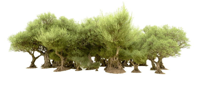 Green forest isolated on background. 3d rendering - illustration png