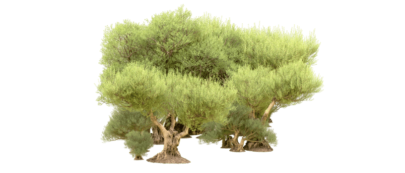 Green forest isolated on background. 3d rendering - illustration png