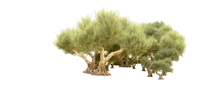 Green forest isolated on background. 3d rendering - illustration png