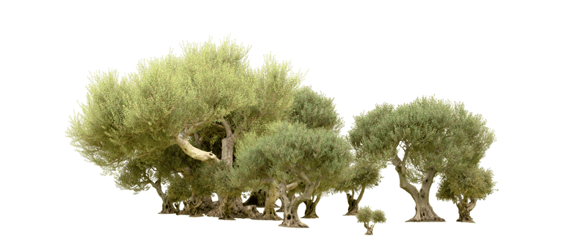 Green forest isolated on background. 3d rendering - illustration png