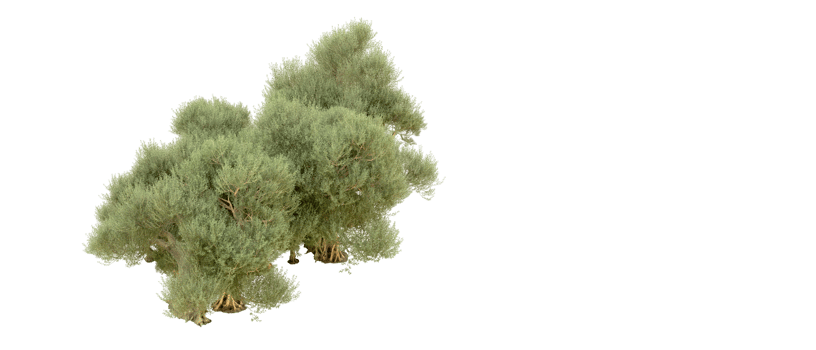 Green forest isolated on background. 3d rendering - illustration png