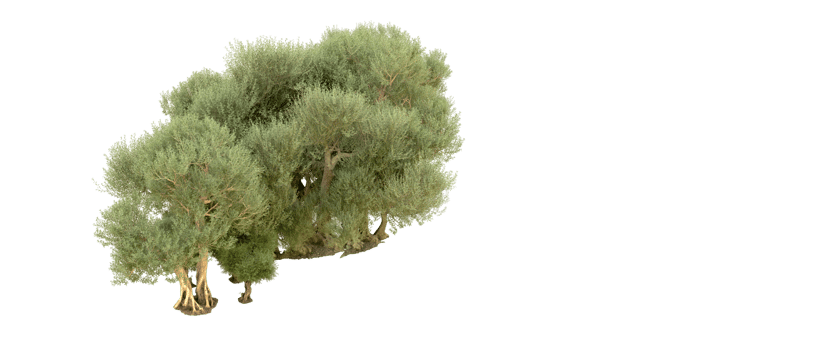 Green forest isolated on background. 3d rendering - illustration png